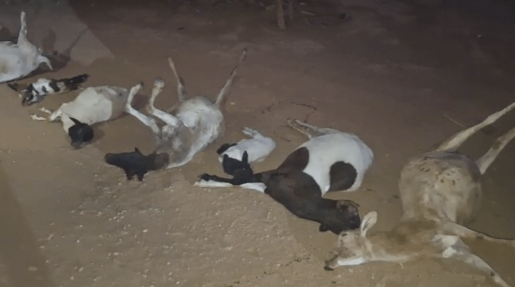 Atroz envenenamiento a ganado caprino en Bobare