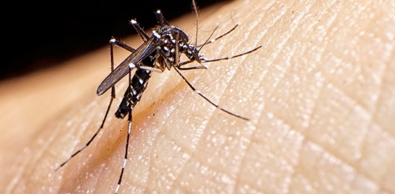 Colegio de Médicos de Mérida reporta aumento de casos de dengue