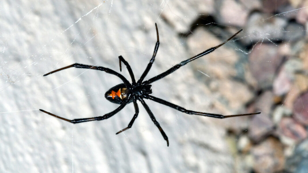 Descubren antídoto para la picadura de la araña más peligrosa del mundo