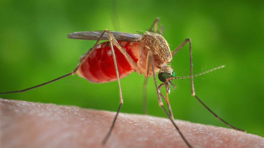 Alerta en Latinoamérica por un virus poco conocido que se contagia por la picadura de mosquitos