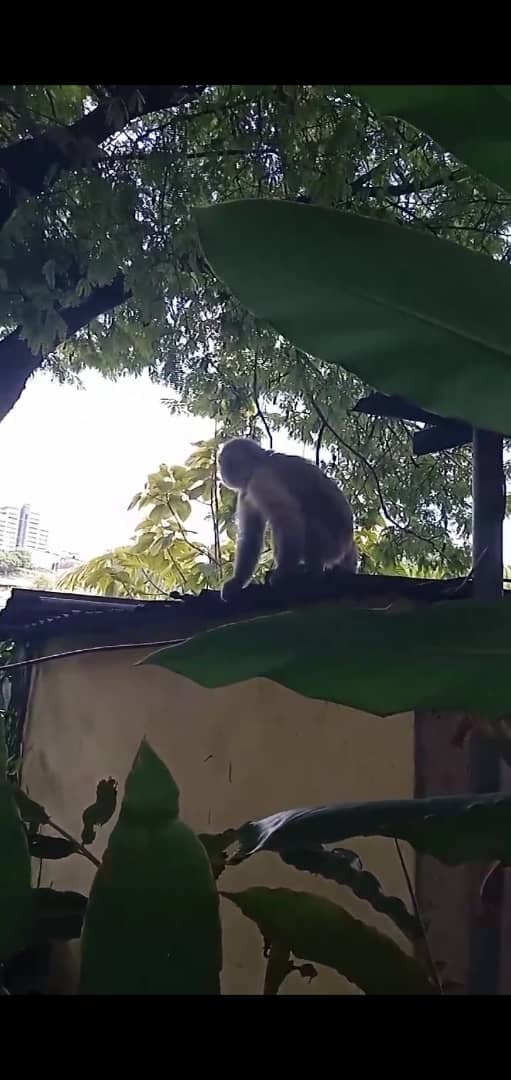 ¡Visita Salvaje! Un mono invade por sorpresa un hogar en Barquisimeto