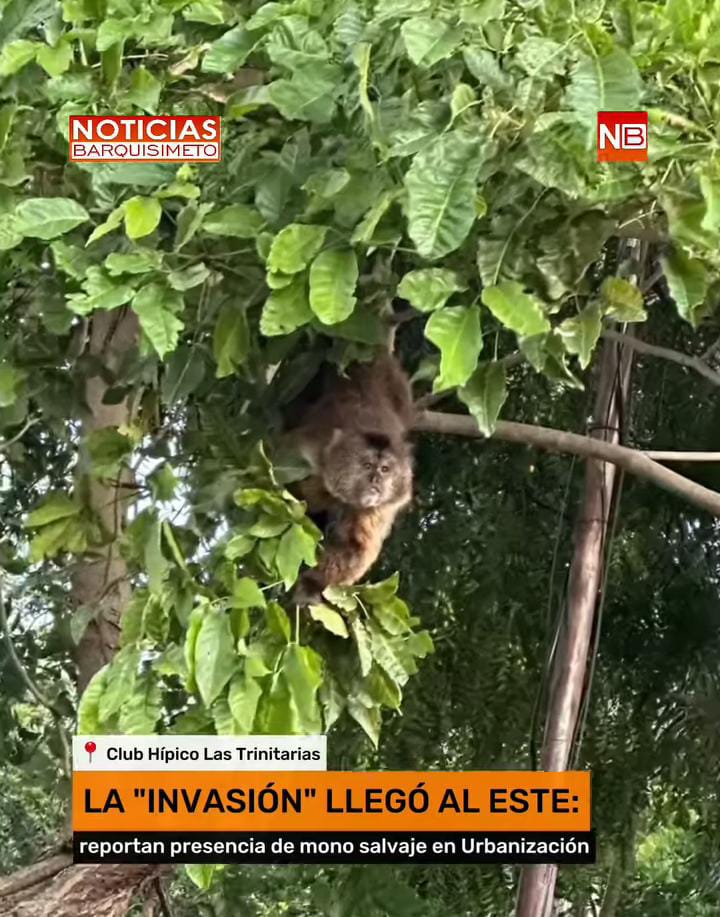 Vecinos al este de Barquisimeto reportan la presencia de un ‘mono salvaje’