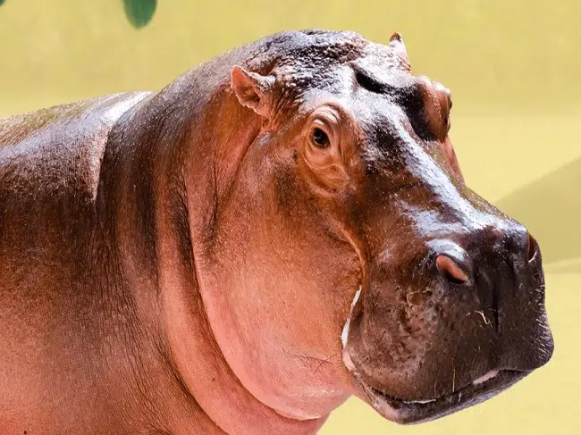 Murió Vanessa, hipopótamo emblema del Parque Hacienda Nápoles