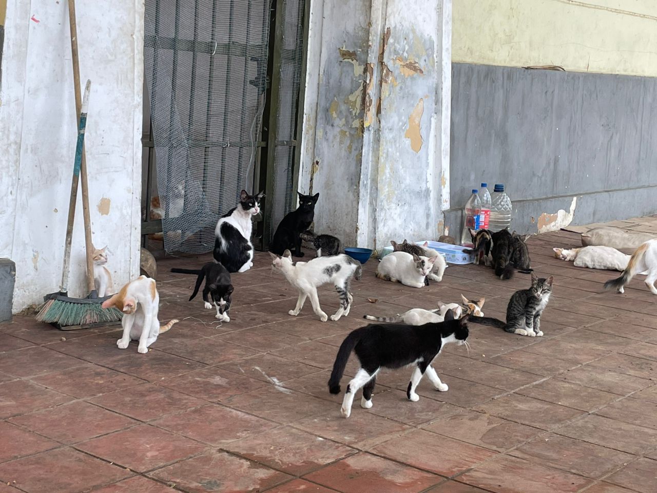 Denuncian asesinato masivo de gatos en Maracaibo