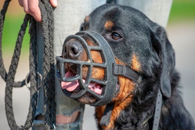 España estudia prohibir la cría de perros potencialmente peligrosos que no superen una prueba