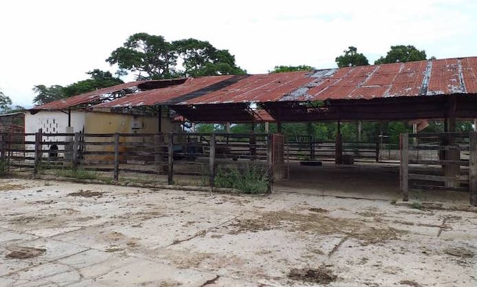 «Me mataron las vaquitas y me dejaron sin  producción»: Asesinan reses de una finca en el estado Zulia