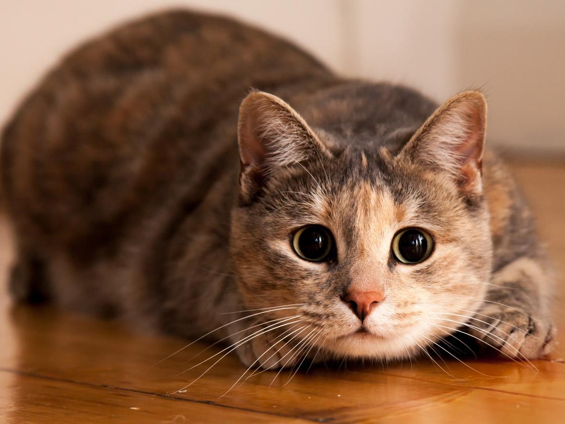 Día internacional del gato: ¿Por qué se celebra tres veces al año a estos felinos?