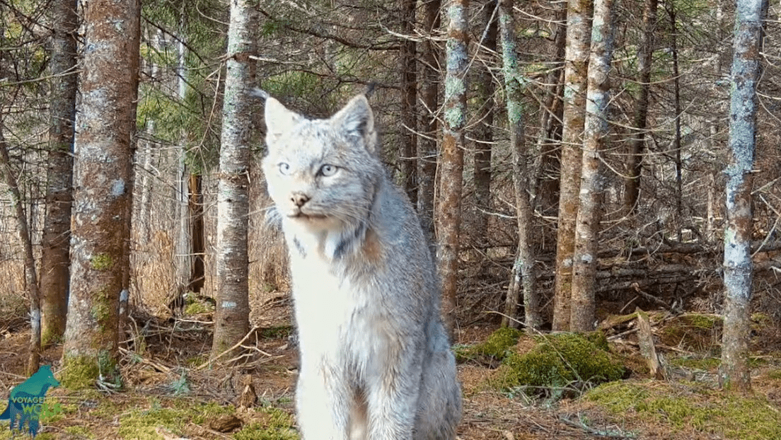 Un lince salvaje «posa» para una cámara oculta en el bosque