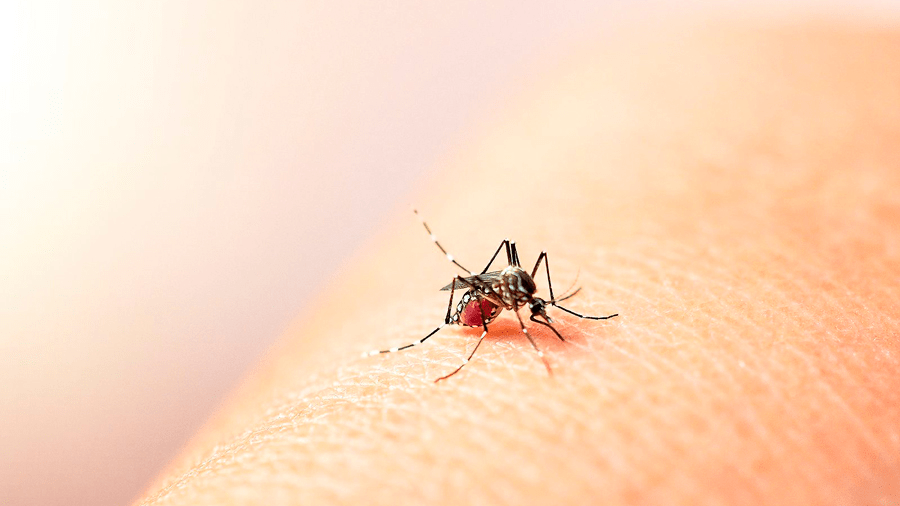 ¿Cómo prevenir el dengue desde tu casa?