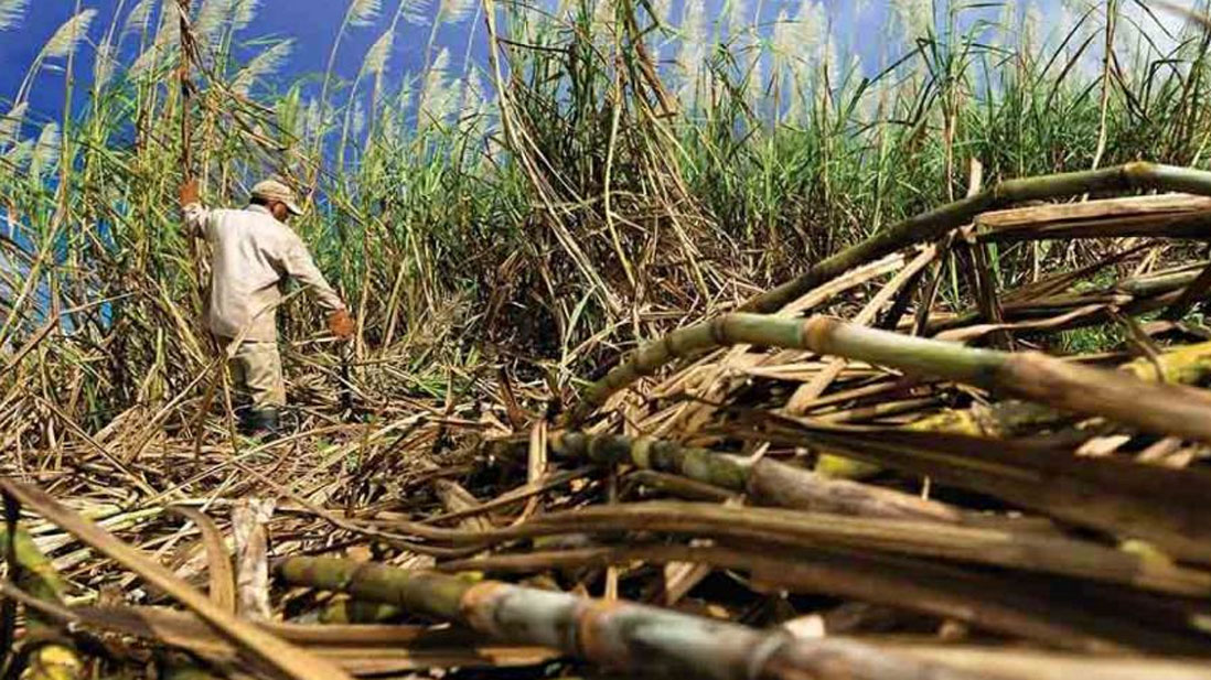 Gobierno Nacional potencia producción de caña de azúcar en Lara