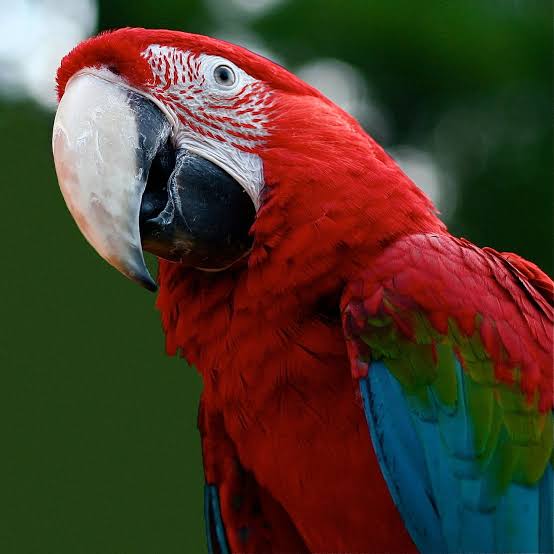 Guacamaya se viraliza en redes sociales por pedir arepa en lugar de frutas