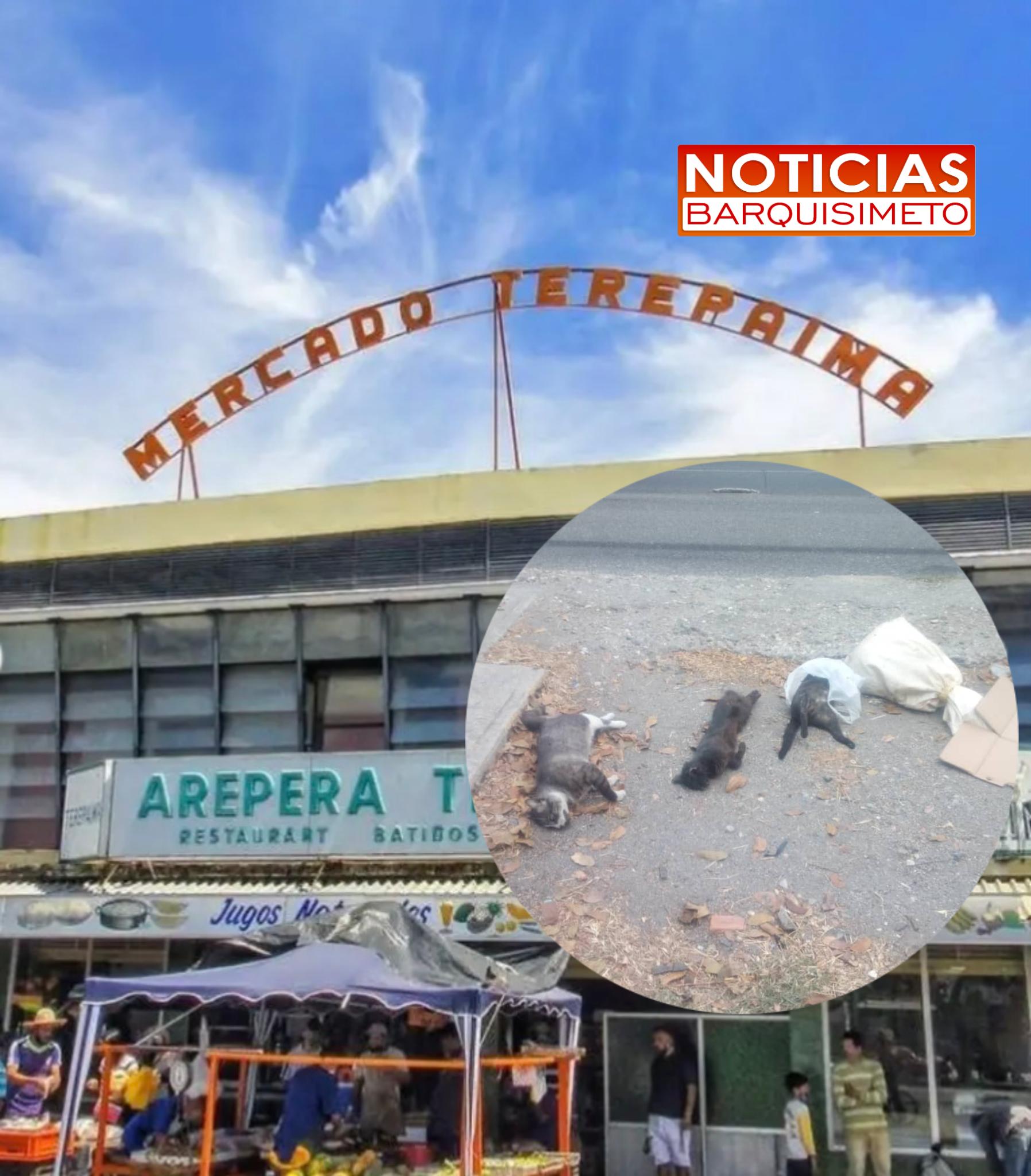 ¡Alarmante! Denuncian envenenamiento masivo de gatos en el Mercado Terepaima de Barquisimeto