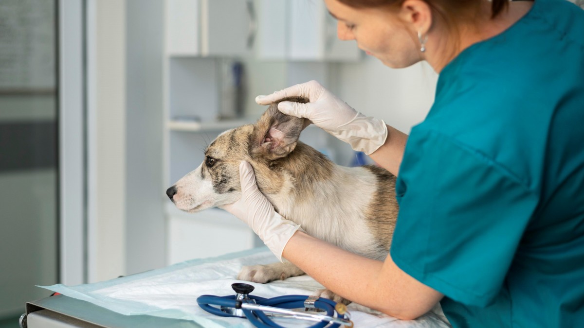 Fiscalía Superior del estado Lara ofrece jornada de atención veterinaria integral